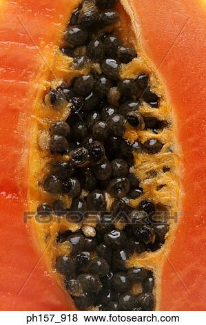 Papaya, cross section View Large Photo Image Stock Photo - Papaya, cross section. Fotosearch