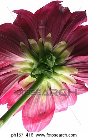 Peony, bottom view View Large Photo Image Stock Photograph - Peony, bottom view. Fotosearch