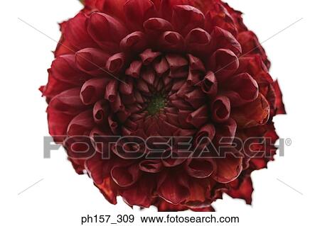 Peony, close-up View Large Photo Image Stock Photo - Peony, close-up. Fotosearch