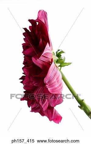 Peony, side view View Large Photo Image Stock Photography - Peony, side view. Fotosearch