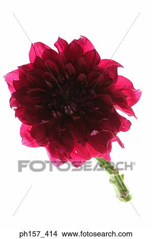 Peony, top view View Large Photo Image Picture - Peony, top view. Fotosearch