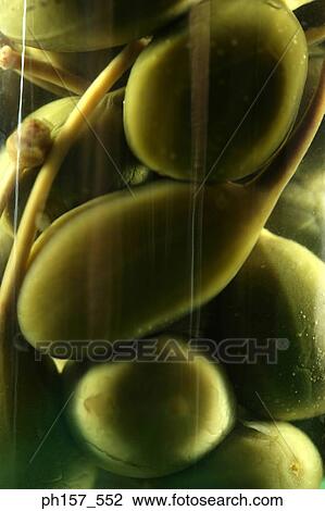 Stock Image - Pickles in a container, close-up. Fotosearch