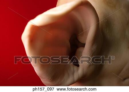Pig's ear, close-up View Large Photo Image Stock Photo - Pig's ear, close-up. Fotosearch