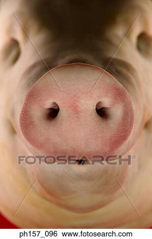 Pig's snout, close-up View Large Photo Image Stock Photograph - Pig's snout, close-up. Fotosearch
