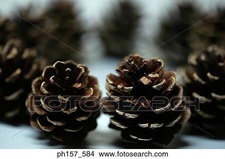 Pine cones View Large Photo Image Picture - Pine cones. Fotosearch