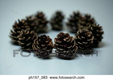 Pine cones View Large Photo Image Stock Image - Pine cones. Fotosearch