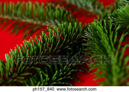 Stock Image - Pine needles. Fotosearch