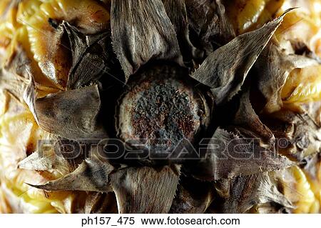 Pineapple, top view View Large Photo Image Stock Photography - Pineapple, top view. Fotosearch