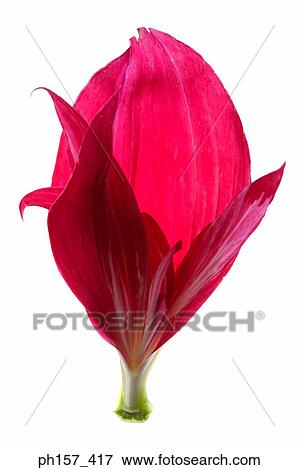 Pink flower View Large Photo Image Stock Photo - Pink flower. Fotosearch