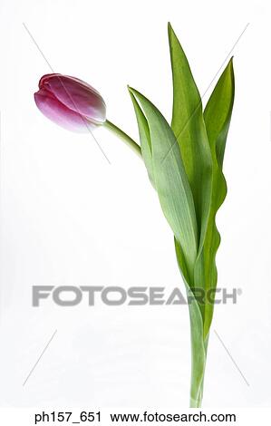 Stock Image - Pink Tulip. Side view. Fotosearch