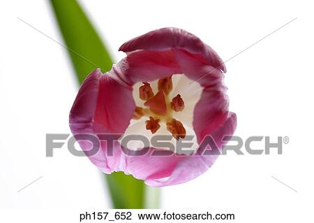 Pink Tulip. Top view View Large Photo Image Stock Image - Pink Tulip. Top view. Fotosearch