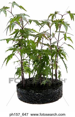 Plant and soil View Large Photo Image Stock Photo - Plant and soil. Fotosearch