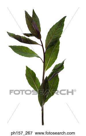 Plant View Large Photo Image Stock Photo - Plant. Fotosearch