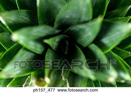 Plant View Large Photo Image Stock Photo - Plant. Fotosearch