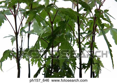 Stock Photograph - Plant. Fotosearch