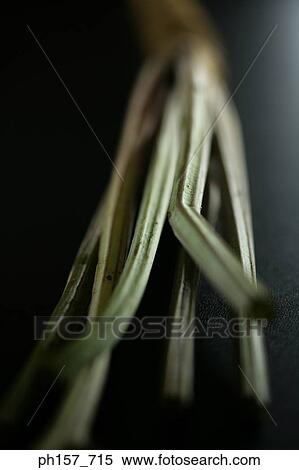 Plant View Large Photo Image Stock Photography - Plant. Fotosearch
