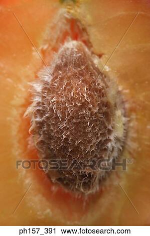 Plum, cross section View Large Photo Image Stock Image - Plum, cross section. Fotosearch