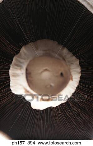 Portobelllo mushrooms, close-up View Large Photo Image Picture - Portobelllo mushrooms, close-up. Fotosearch