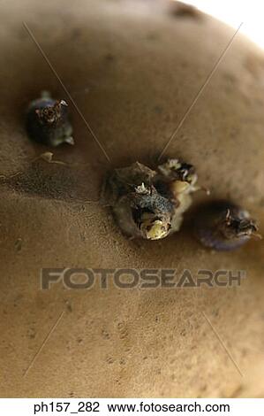 Potatoe, close-up View Large Photo Image Stock Image - Potatoe, close-up. Fotosearch