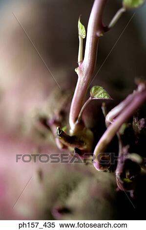 Potatoe, close-up View Large Photo Image Stock Photography - Potatoe, close-up. Fotosearch
