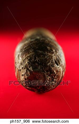 Potatoe, front view View Large Photo Image Stock Photograph - Potatoe, front view. Fotosearch