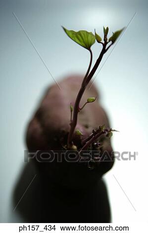 Potatoe View Large Photo Image Picture - Potatoe. Fotosearch