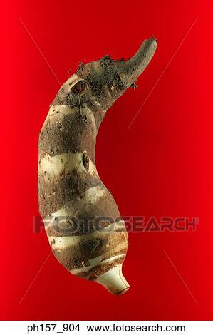 Potatoe View Large Photo Image Picture - Potatoe. Fotosearch
