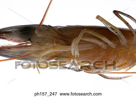 Prawn, bottom view View Large Photo Image Stock Photo - Prawn, bottom view. Fotosearch