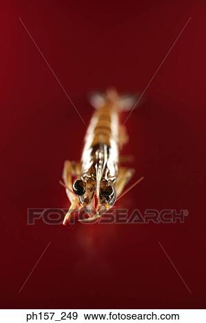 Prawn on a red surface, front view View Large Photo Image Stock Photo - Prawn on a red surface, front view. Fotosearch