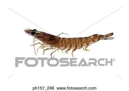 Prawn, uncooked View Large Photo Image Stock Photograph - Prawn, uncooked. Fotosearch