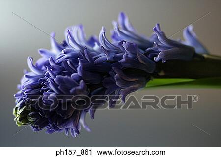 Stock Image - Purple Hyacinth, close-up. Fotosearch