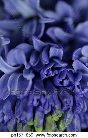 Stock Photo - Purple Hyacinth, close-up. Fotosearch