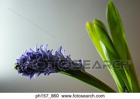 Stock Image - Purple Hyacinth. Fotosearch