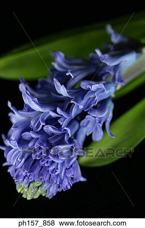 Purple Hyacinth View Large Photo Image Stock Photo - Purple Hyacinth. Fotosearch
