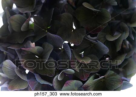 Purple Hydrangea, close-up View Large Photo Image Stock Image - Purple Hydrangea, close-up. Fotosearch