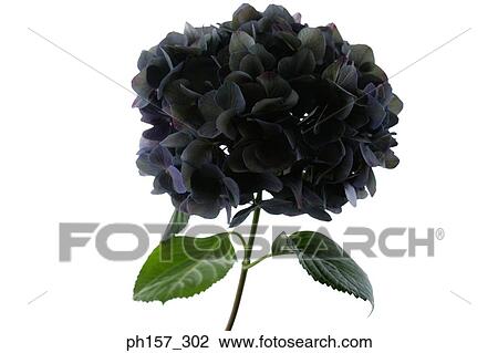 Purple Hydrangea View Large Photo Image Stock Image - Purple Hydrangea. Fotosearch