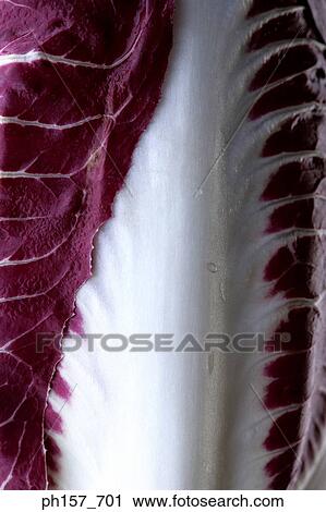 Radicchio, close-up View Large Photo Image Stock Image - Radicchio, close-up. Fotosearch