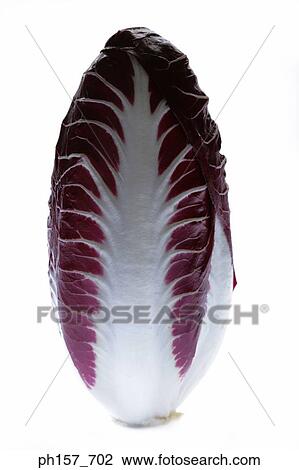 Radicchio View Large Photo Image Stock Image - Radicchio. Fotosearch