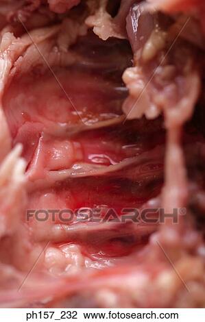 Stock Image - Raw meat and bones. Fotosearch
