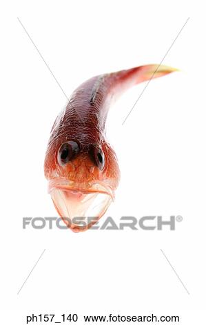 Red fish, close-up View Large Photo Image Stock Image - Red fish, close-up. Fotosearch