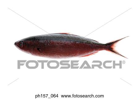 Picture - Red Fish. Fotosearch