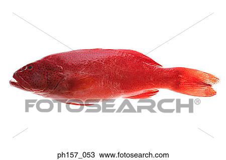 Stock Image - Red Fish. Fotosearch