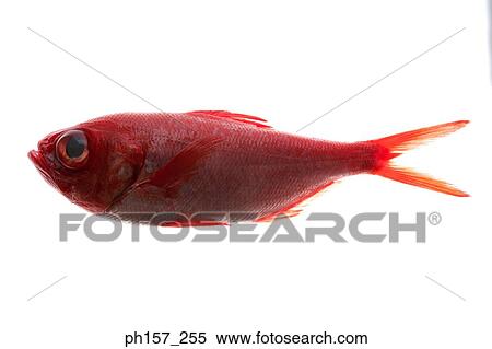 Red fish View Large Photo Image Stock Photography - Red fish. Fotosearch