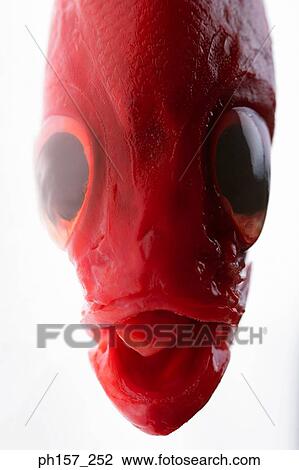 Stock Image - Red fish, top view. Fotosearch