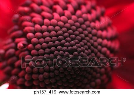 Stock Photo - Red flower, close-up. Fotosearch