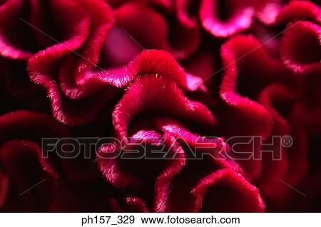 Red flowers, close-up View Large Photo Image Stock Photo - Red flowers, close-up. Fotosearch