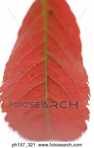 Red leaf, close-up View Large Photo Image Stock Image - Red leaf, close-up. Fotosearch