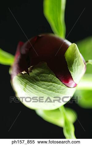 Red peony bud View Large Photo Image Stock Photography - Red peony bud. Fotosearch