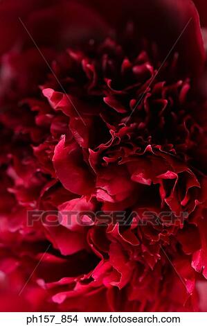 Red peony, close-up View Large Photo Image Picture - Red peony, close-up. Fotosearch
