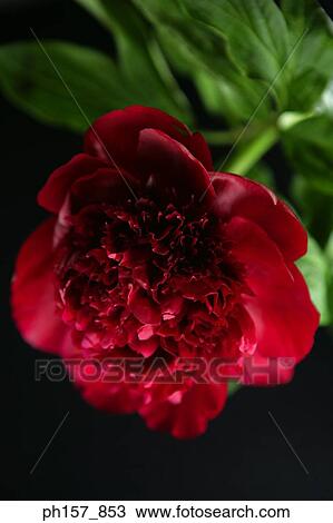 Stock Image - Red peony. Fotosearch